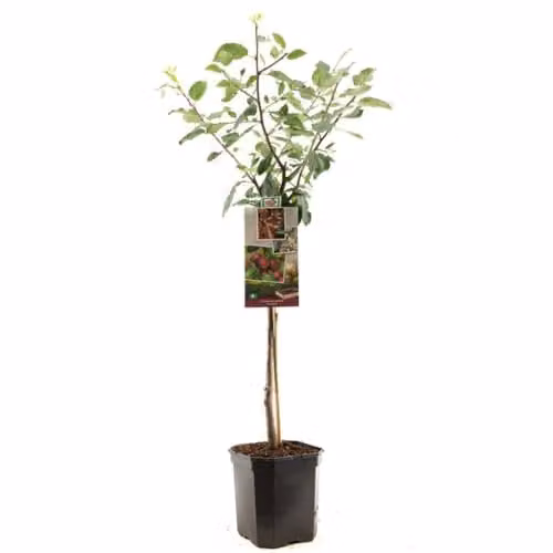 Thompson & Morgan Victoria Plum Tree, 2 x 12 Litre Potted Plants – 3