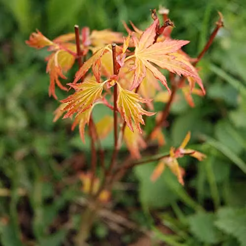 Thompson and Morgan Acer palmatum Orange Dream Japanese Maple Ornamental Tree, 2 x 3 Litre Pots – 2