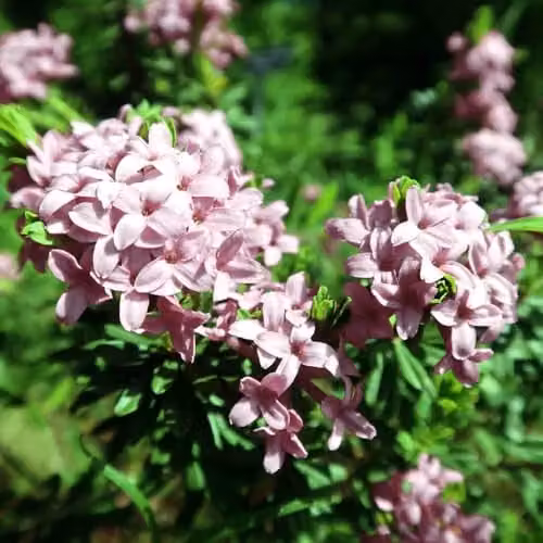 YouGarden Daphne Pink Fragrance Ornamental Shrub, Pink and White, 25cm Tall, 13cm Pot – 3
