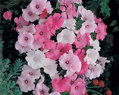 Mr Fothergill's Lavatera Parade Mixed Multicolour Ornamental Flower Seeds – 3