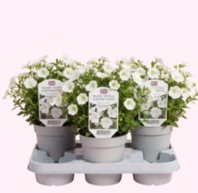 Plants By Post Diascia Flying Colours White Trailing Bedding Plants, 3 Plants