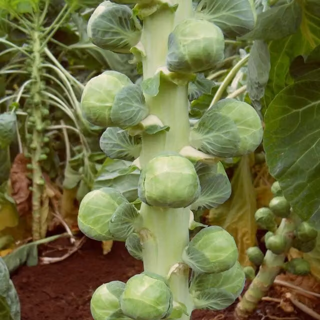 Marshalls Garden Nautic F1 Organic Brussels Sprout Seeds, Green