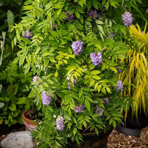 Thompson and Morgan Wisteria frutescens Amethyst Falls Compact Hardy Climbing Shrub with Purple Blue Flowers, 9cm Pot – 5