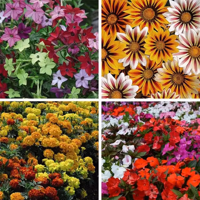 Thompson and Morgan Red Bedding Plant Collection for Ornamental Gardens