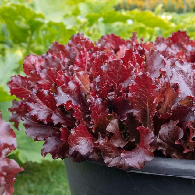Marshalls Garden Red Adelita II Lettuce Seeds