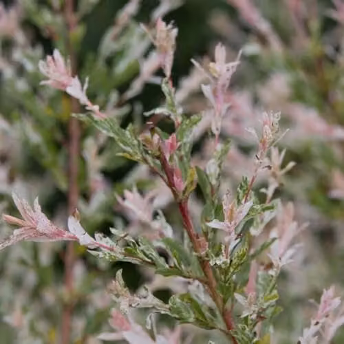 Thompson and Morgan Salix Integra Hakuro-nishiki Flaming Shrimp Standard Hardy Ornamental Shrub, 80cm Stem, 21cm Pot, Pink, Purple and Silver – 1
