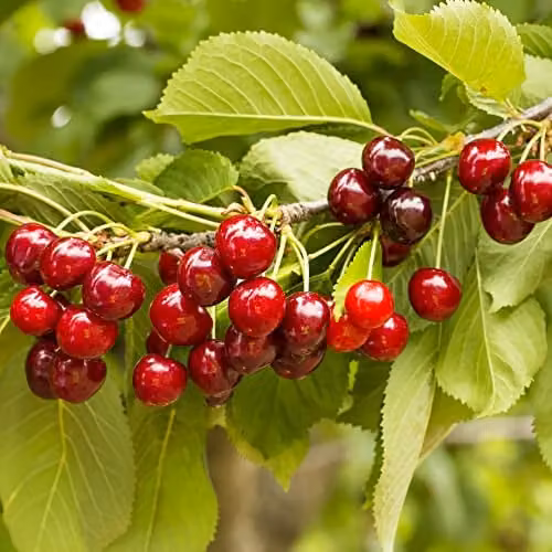 Thompson & Morgan Prunus Sylvia Cherry Mini Fruit Tree in a 9cm Pot