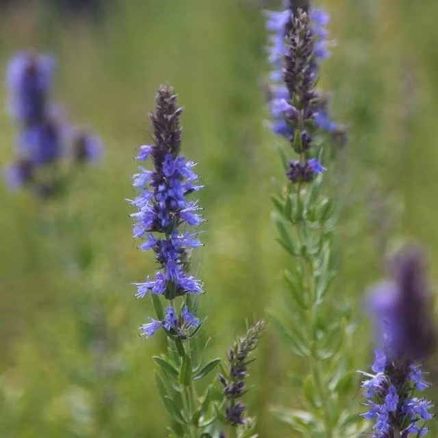 Set of 3 Hyssopus Officinalis Blue Herb Garden Plants in 9cm Pots