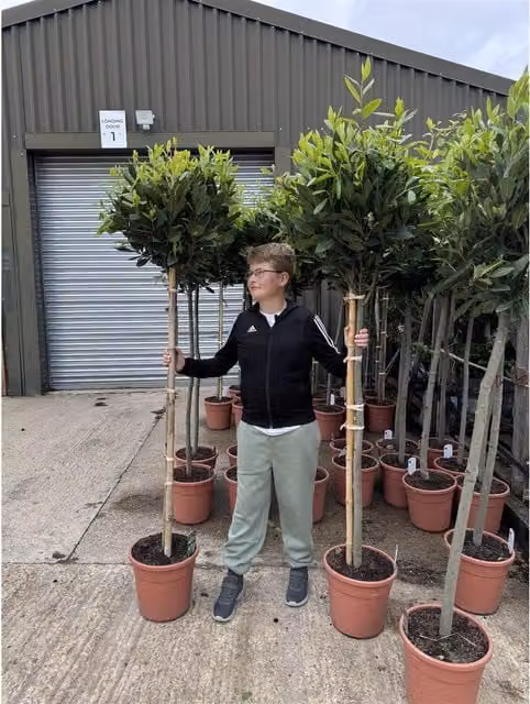 Direct Plants Extra Large Laurus Nobilis Lollipop Standard Bay Tree, Green, Height: 182.88 cm