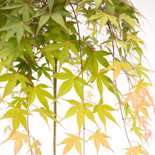 Thompson and Morgan Japanese Maple Cascade Emerald Acer Palmatum Weeping Ornamental Tree, 3 Litre – 2