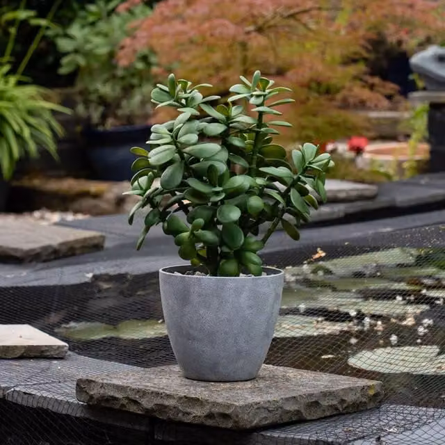 Scottish Everlastings Ltd Green Jade Succulent Plant in a Grey Round Pot for Indoor or Outdoor Use, Height: 41 cm
