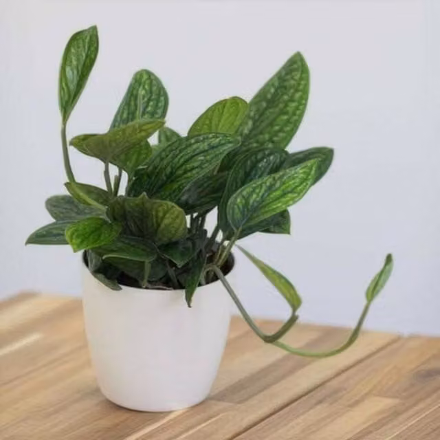 Primrose Plant Theory Scindapsus Marble Planet Devils Ivy Indoor Houseplant in a 12cm Green Pot