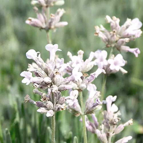 Thompson and Morgan Lavender spicata Rosea Seeds, 30 Seeds per Packet