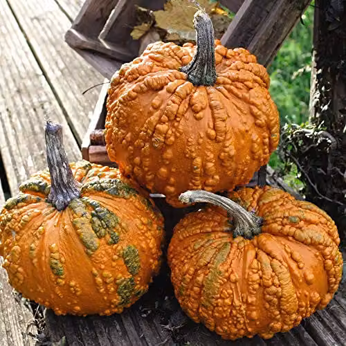 Thompson and Morgan Pumpkin Zombie F1 Hybrid Cucurbita Pepo Orange Vegetable Seeds, 4 Seeds per Packet