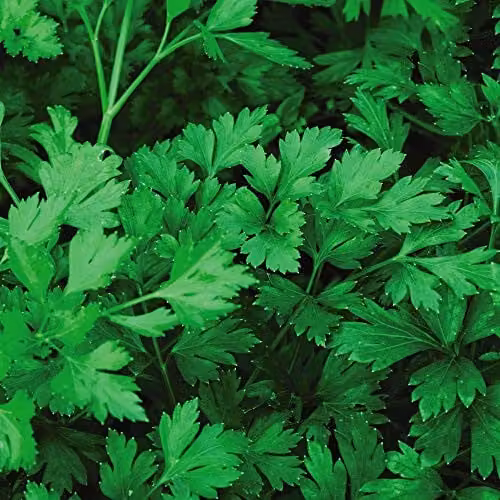 Thompson & Morgan Plain Leaved Parsley Seed Packet, 1000 Seeds