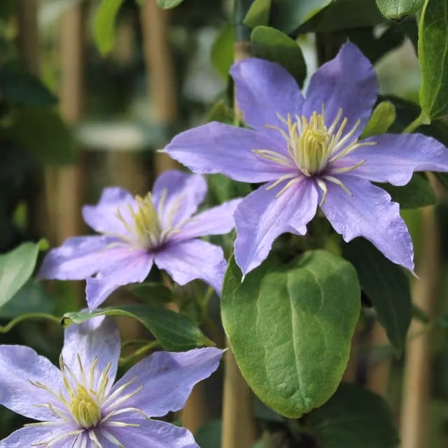 Plants By Post Clematis Justa Soft Pink Outdoor Climbing Plant