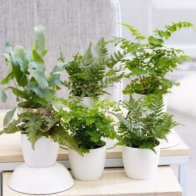Primrose Fern Indoor House Plant Starter Collection in Green Pots – 1