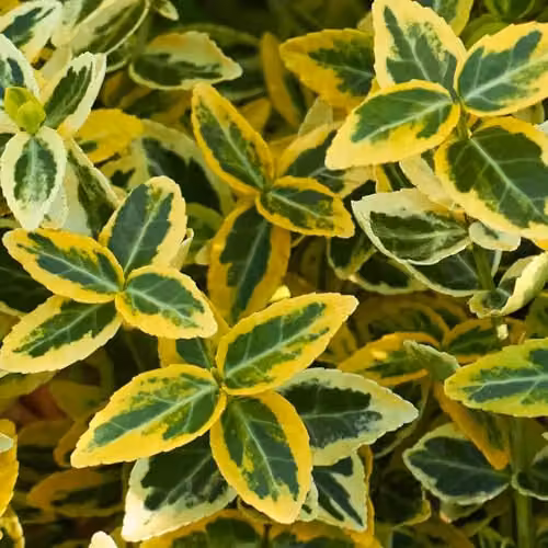 YouGarden Euonymus Emerald n Gold Standard Trees, Pair of Green and Yellow Ornamental Plants in 18cm Pots – 4
