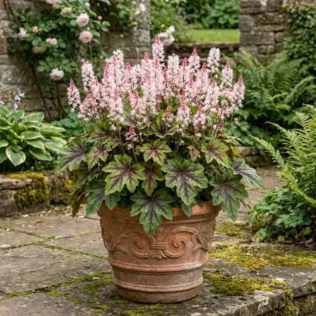 Plants By Post Tiarella Sugar and Spice Perennial Outdoor Plant, 2L, Pink and Green