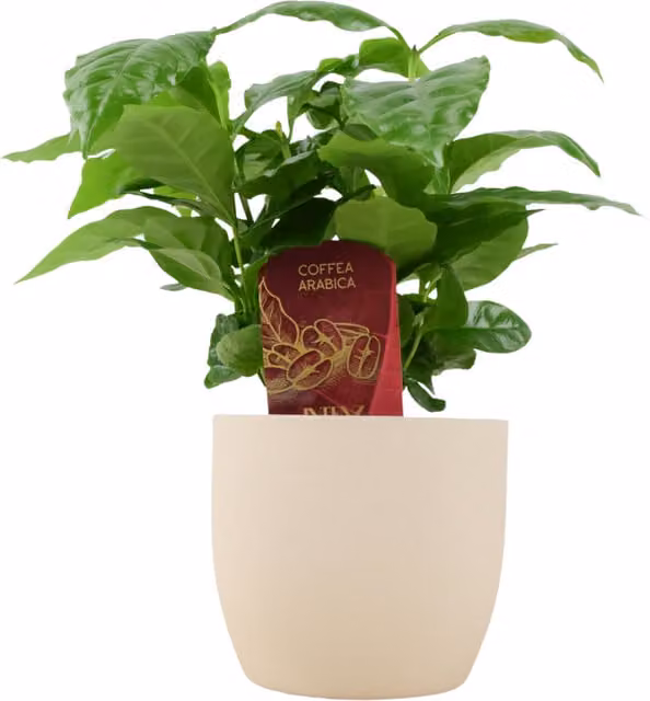 Grow your own indoor Coffee Arabica plant in a 12cm green plastic pot by Plants by Post