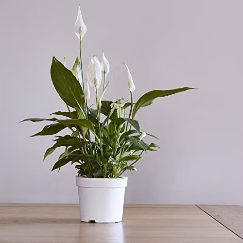 Thompson & Morgan Spathiphyllum Torelli Air So Pure Peace Lily Indoor Plants with White Flowers, 2 x 9cm Potted Plants