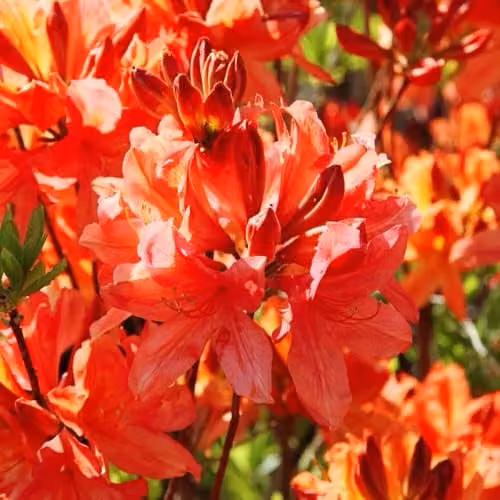 Thompson & Morgan Azalea Dwarf Orange Compact Evergreen Shrub, 2 x 9cm Pots