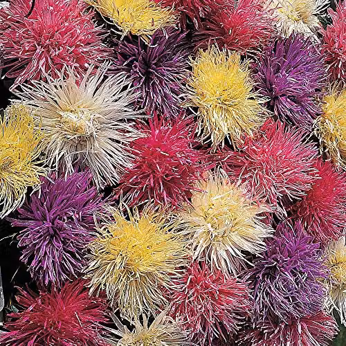 Thompson and Morgan Aster Spider Chrysanthemum Mixed Callistephus chinensis China Aster Seeds, Multicolour, 200 Seeds – 1