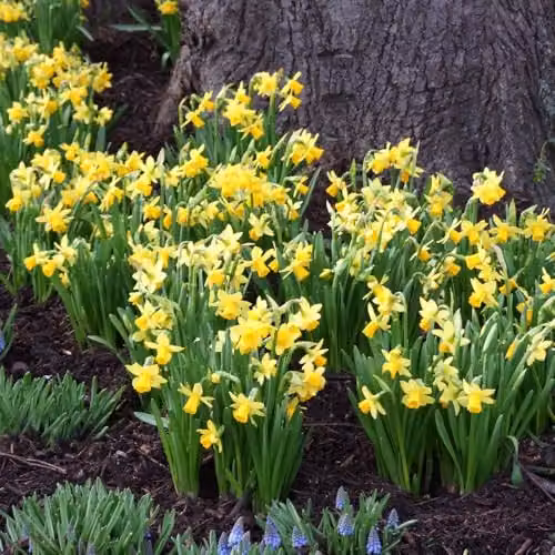 YouGarden Narcissus Tete a Tete Daffodil Bulbs, 100 Bulbs, Yellow – 4