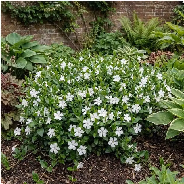 Plants By Post Vinca minor Gertrude Jekyll White Perennial Groundcover Plant, 2L