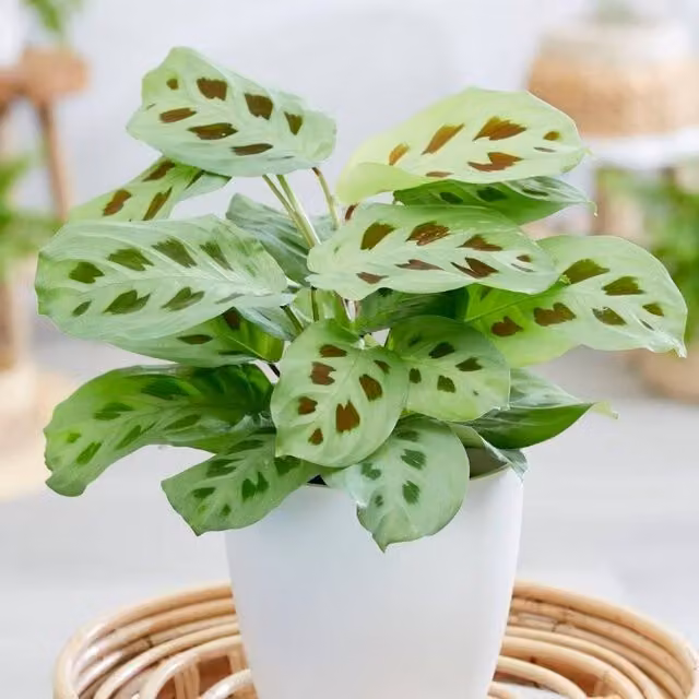 Primrose Maranta Leuconeura Prayer Plant Green Foliage Indoor House Plant, Height: 25 cm, Pot Diameter: 12 cm