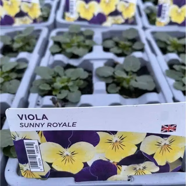 Plants by Post Viola Sunny Royale 12-Pack Yellow Outdoor Bedding Plants
