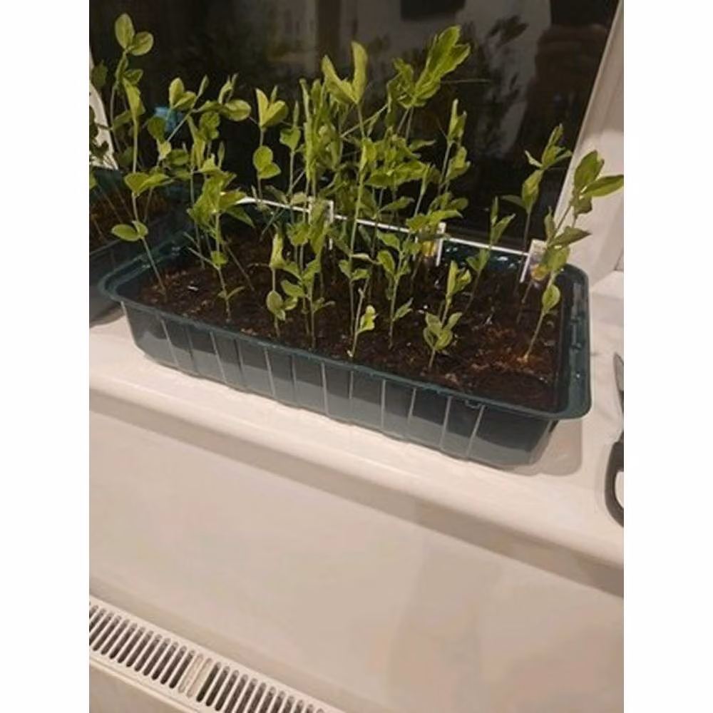 NESTLUNE 4 Pack of 24 Propagator Cell Kit with Lids in Green for Growing Seedlings – 4