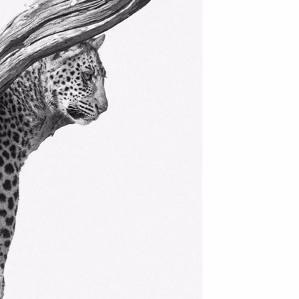 Mario Moreno Okavango Multicolour Animal Art Print on Paper – 2