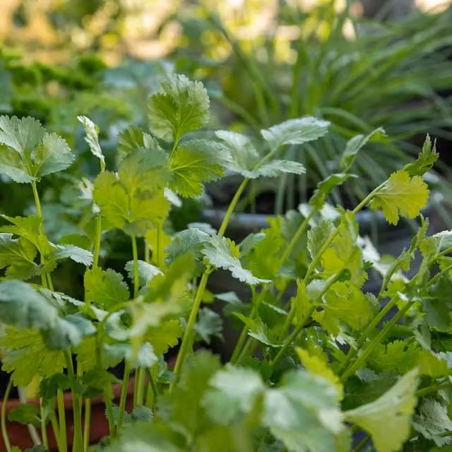 Marshalls Calypso Coriander Seeds, Slow-to-Bolt Cut-and-Come-Again Herb Variety, 120 Seeds