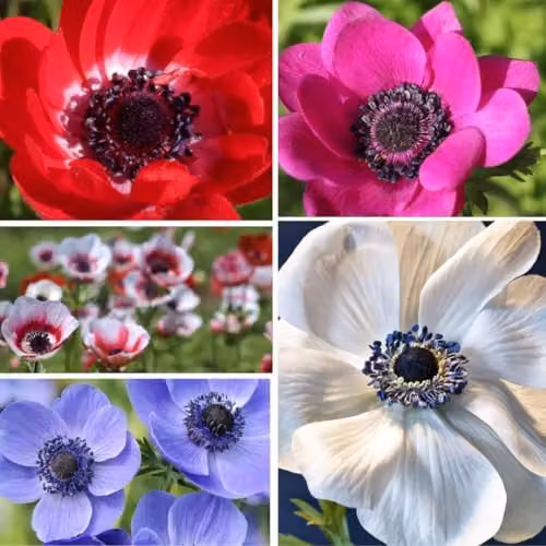 T&M Anemone Rainbow Collection Mixed Spring Bulbs, 300 Bulbs, Multicolour – 1