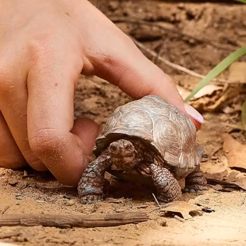 Schleich Wild Life Giant Tortoise Toy Figurine in Green and Brown – 2