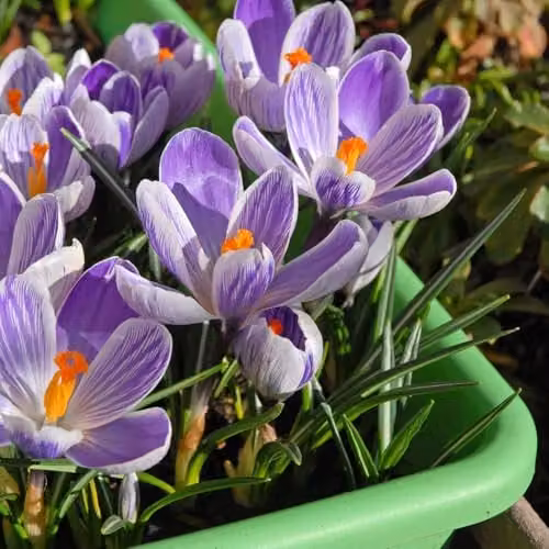 Thompson and Morgan Crocus Pickwick Bulbs, Purple and White Spring Flowering Bulbs, 40 Bulbs – 3