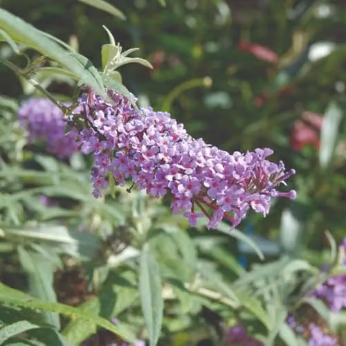 Thompson and Morgan Buddleja Buzz Lavender Compact Butterfly Bush, 2 x 1 Litre Pots – 1