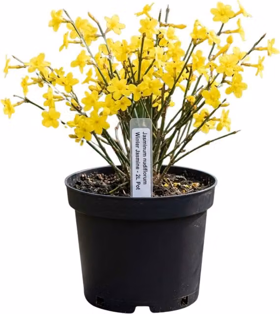Plants by Post Jasminum nudiflorum Winter Jasmine Climbing Shrub, Yellow, 2L Pot
