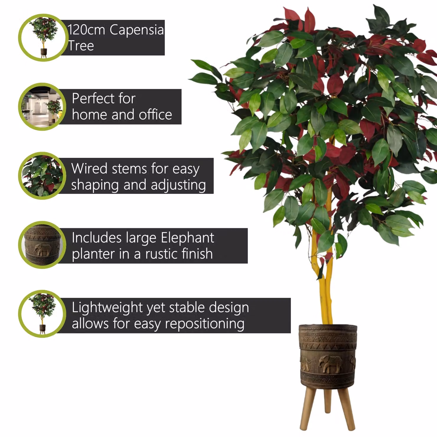 Pegdev Capensia Ficus Tree in Red Elephant Planter, Height: 120 cm – 2