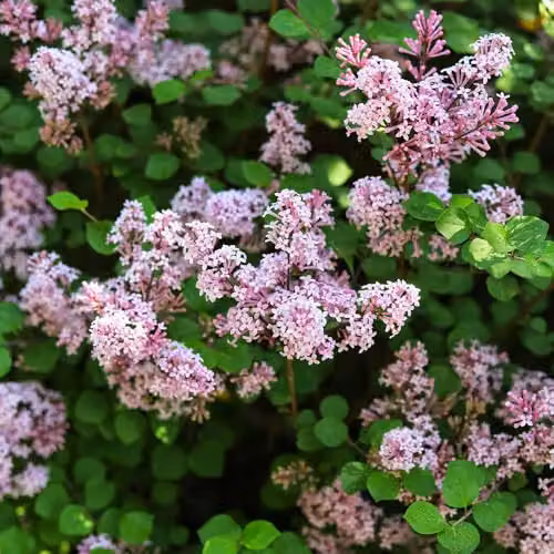 YouGarden Syringa Palibin Dwarf Lilac Ornamental Shrub, Purple and Green, 3L – 1