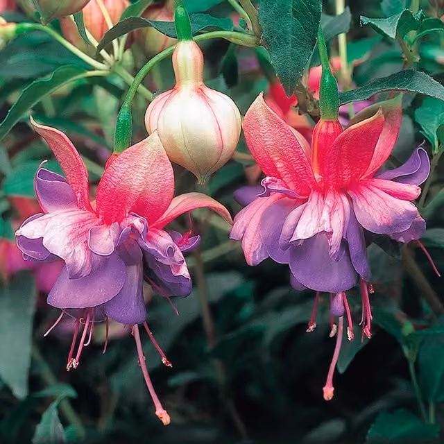 Set of 3 Plant Theory Winston Churchill Fuchsia Bedding Plants in 9cm Pots, Purple and Pink