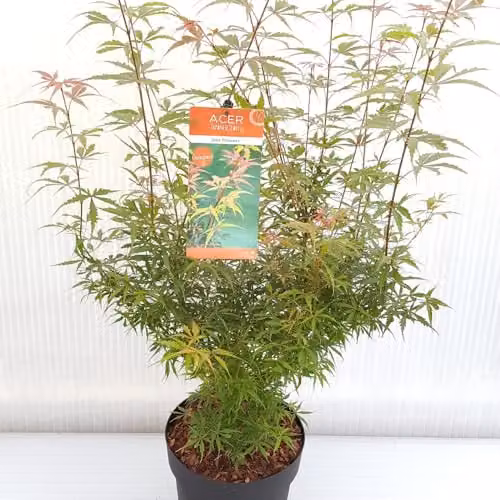 Thompson and Morgan Acer Palmatum Jerre Schwartz Hardy Japanese Maple with Red Spring and Green Summer Foliage, 6.5 Litre Pot – 3