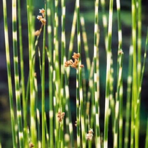 Thompson & Morgan Scirpus tabernaemontani Zebrinus Striped Marginal Aquatic Plants, 2 x 9cm Pots – 2