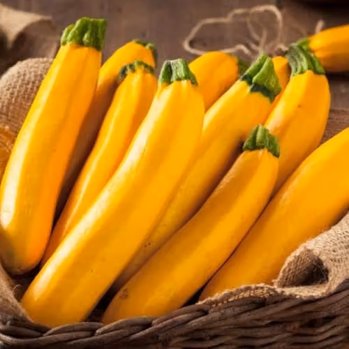 Thompson and Morgan Courgette Lingodor F1 Hybrid Yellow Zucchini Seeds, 4 Seeds