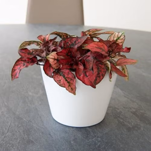 Thompson and Morgan Hypoestes Phyllostachya Red Polka Dot Plant with Red and Green Foliage in a 9cm Pot