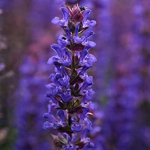 Thompson and Morgan Salvia nemorosa Salvatore Deep Blue Hardy Perennial Flowering Garden Plants, 6 x Plug Plants – 1