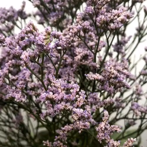 Thompson & Morgan Limonium Dazzle Rocks Pink-Purple Siberian Statice Perennial Plant, 2 Litre Pot – 4