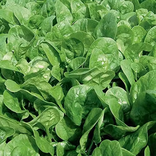 Thompson and Morgan Spinach Apollo Seeds, 300 Seeds – 1