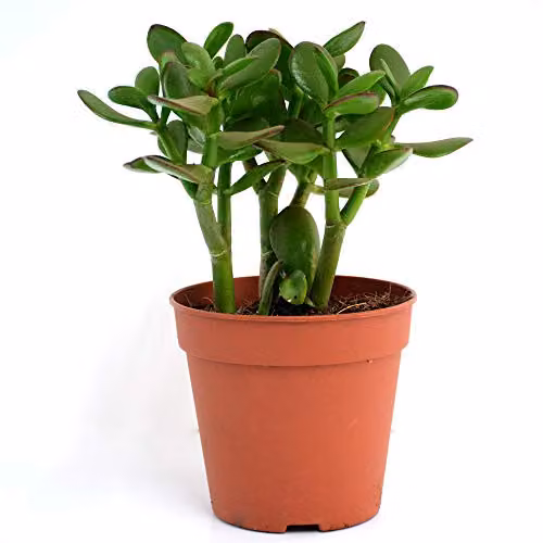 Thompson and Morgan Crassula Ovata Jade Plant Succulent with Green Leaves and Red-Brown Edging in a 12cm Pot – 5